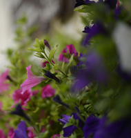 Blumenbild