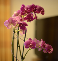 Bild Orchidee
